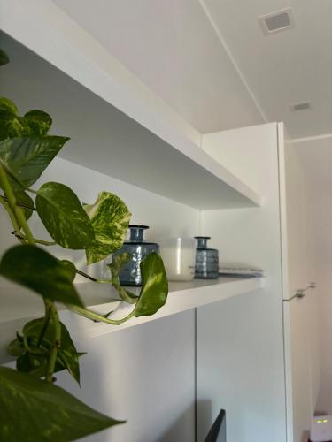 a plant sitting on a shelf in a room at B&B Stella in Somma Lombardo