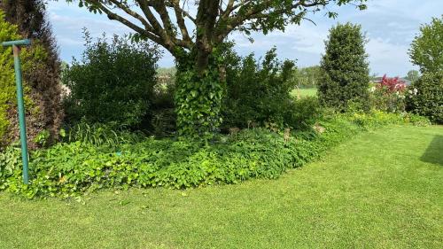 a garden with a tree and green bushes at Vakantiewoning Bij Brugge in Torhout