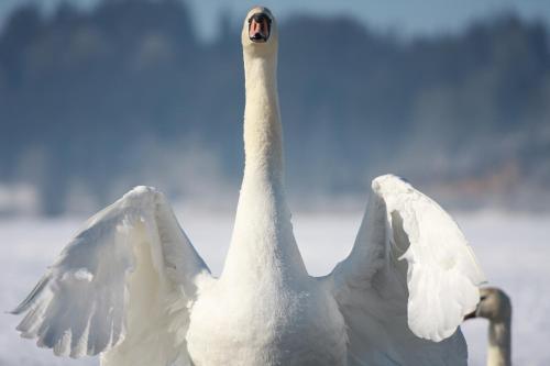 a white swan standing in the snow with its spread wings at Hôtel de la Poste in Malbuisson