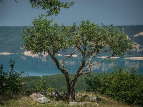 a tree on top of a hill with a lake at Verdon in Aiguines