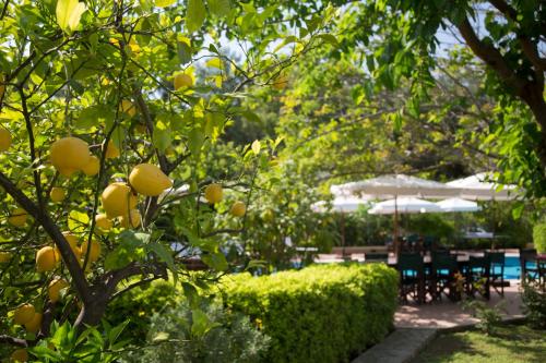 an orange tree in a garden with tables and chairs at Mr. Dim Exclusive Apart Hotel in Göcek