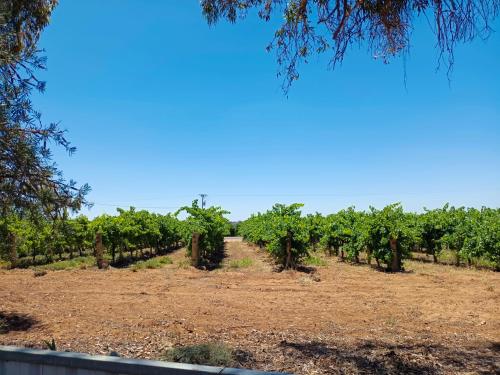 a vineyard with a bunch of trees in a field at Brock Ag Vineyard Stay in Waikerie