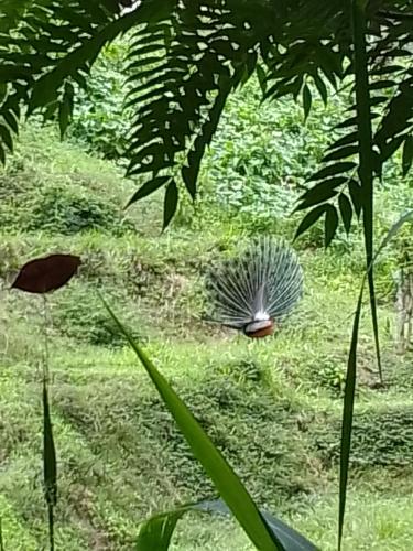 a peacock in a field of grass with leaves at kapi wild cottage Ella in Ella