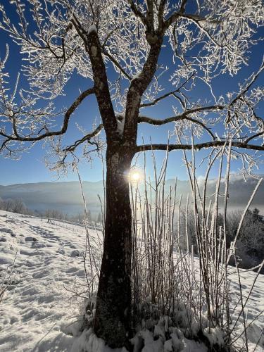 a tree in the snow with the sun behind it at s´Bergnestle in Bad Hindelang