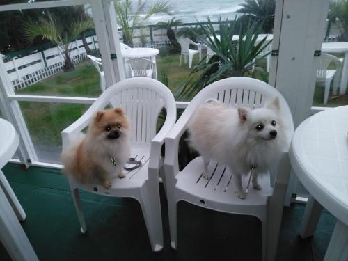 two dogs sitting in chairs on a porch at Pension Le Passage - Vacation STAY 11300v in Tottori