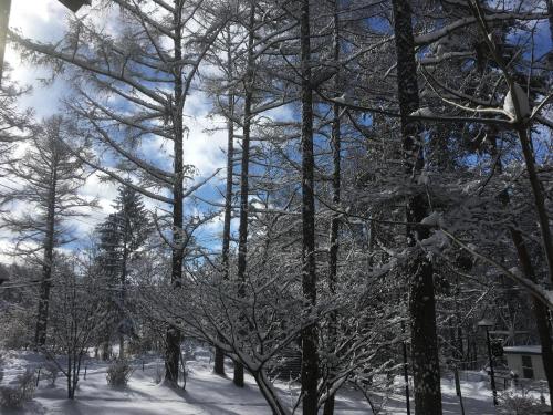a group of trees covered in snow at ノマの森 Nomanomori B&B in Chino