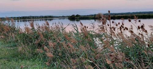 a body of water with tall grass in the foreground at Maison de la vilaine in Saint-Dolay