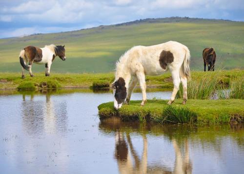 a group of horses drinking from a body of water at Woodovis Park in Tavistock