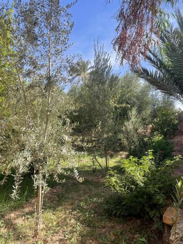a group of trees and bushes in a field at Coopérative Ogandou in Skoura