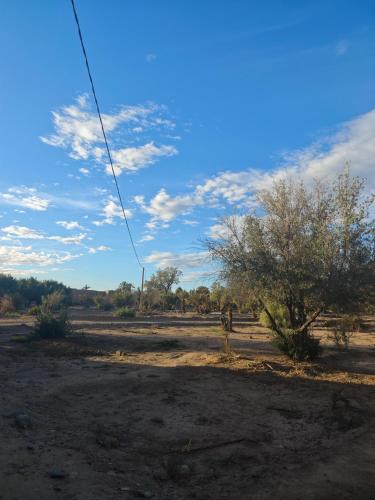 a field with a tree in the middle of a desert at Coopérative Ogandou in Skoura
