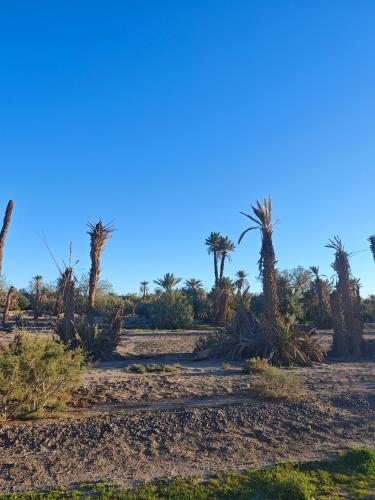 a desert with palm trees and a blue sky at Coopérative Ogandou in Skoura