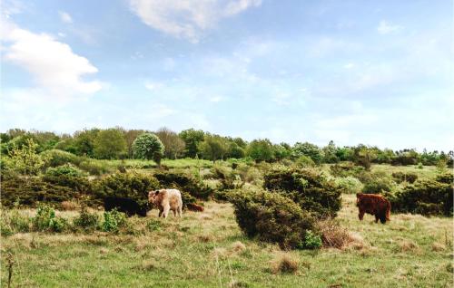 a group of cows grazing in a field at 3 Bedroom Amazing Home In Hørve in Hørve