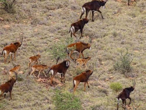 a group of gazelles standing in a field at Grey Ghost Lodge in Cradock