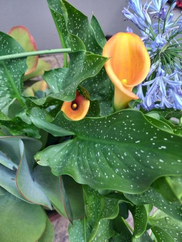 a green plant with orange flowers and green leaves at J'Cups Guest House in Centurion