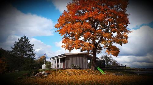 a tree with orange leaves next to a smallshed at Sodyba Po klevu in Molėtai
