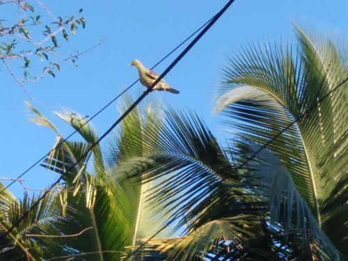 a bird perched on a power line next to a palm tree at Rasana Breezt Villa in Matara