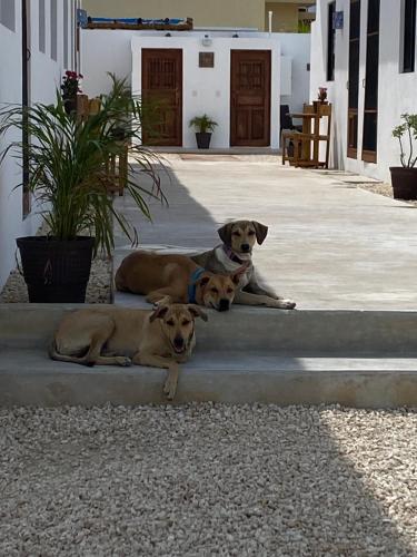 two dogs laying on steps in front of a building at Casa Loto B in Chelem