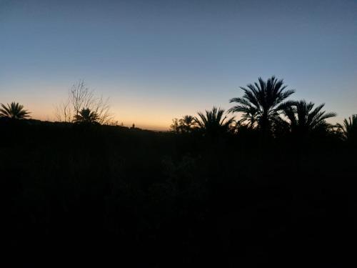 a group of palm trees on a hill at sunset at Riad iriki in Tinerhir
