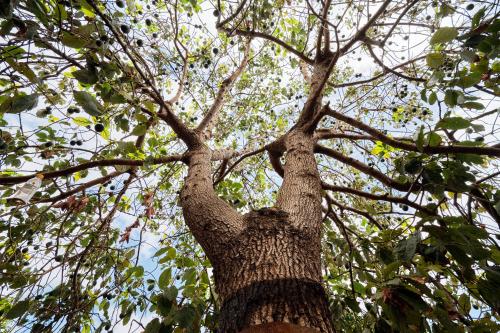 Fotografie z fotogalerie ubytování Finca Ecológica Quinta Los Tizones v destinaci Santa Cruz de Tenerife