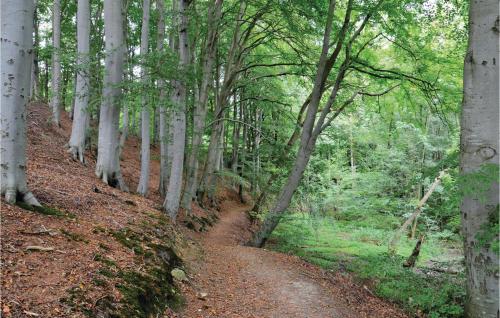 a dirt trail in a forest with trees at Stunning Home In Kruså With Wifi in Rønsheved