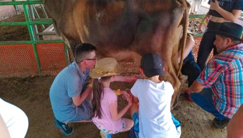 a group of people milking a cow in a barn at Hotel y Parque Turístico Navar City in Villavicencio