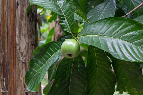 a green apple hanging from a tree with leaves at Hotel y Parque Turístico Navar City in Villavicencio