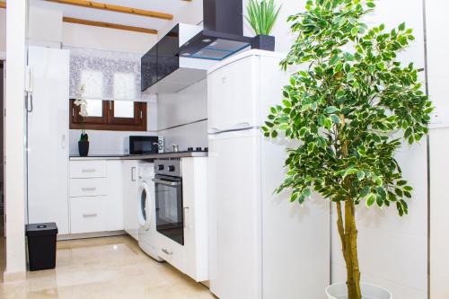 a kitchen with white cabinets and a tree in it at Apartamentos Centro Puerto de Santa Maria in El Puerto de Santa María