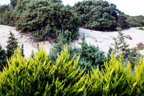 a group of trees with snow in the background at Villa Alyko in Aliko Beach