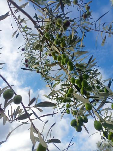 a tree with lots of green olives on it at A Ca du Giaba in Cisano sul Neva