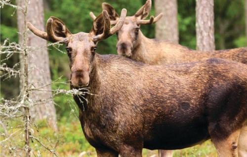two elk are standing in the woods at 4 Bedroom Gorgeous Home In Skillingaryd in Skillingaryd