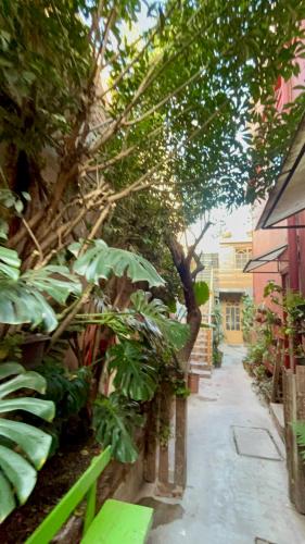 a garden with trees and plants on a sidewalk at SiempreViva Hospedaje By GEstores in Chignahuapan