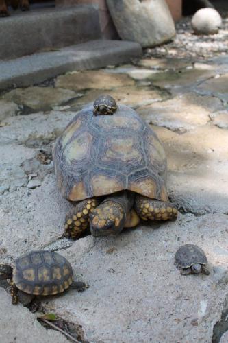 a turtle and two turtles sitting on a rock at Hostería Ecológica El Faro in Salinas