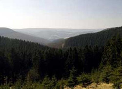 a view of a forest of trees in the distance at Ferienwohnung Debray in Winterberg
