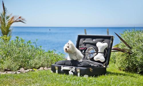 a suitcase with a dog sitting inside of it at Farol Hotel in Cascais