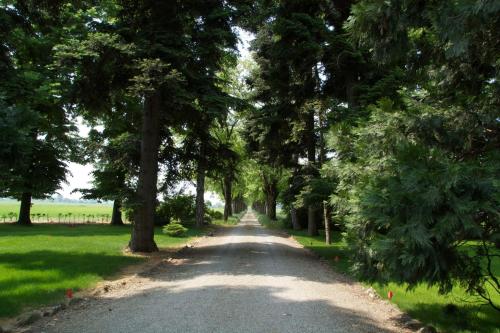 a tree lined road with a field in the distance at Tenuta La Fiscala in Alessandria