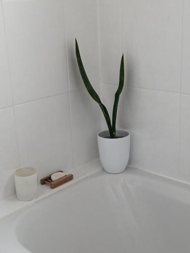 a potted plant sitting on a counter in a bathroom at Seaview in Stornoway