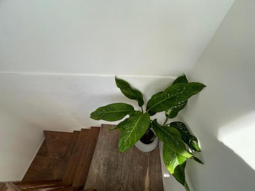a green plant sitting on top of a wooden floor at Hotel Emanuel Kabalana in Piyadigama