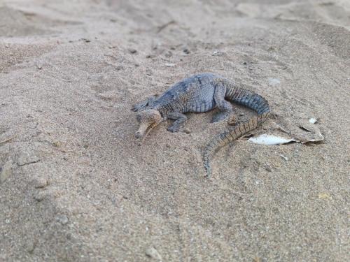 a lizard laying in the sand on the beach at Ranthambore Nature Camp Resort in Sawāi Mādhopur