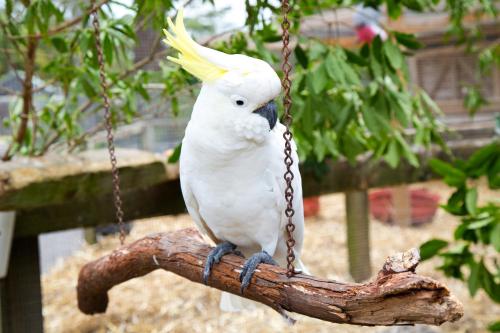 a white cockatiel sitting on a tree swing at Seven Mile Beach Holiday Park in Gerroa