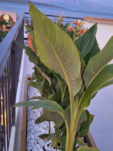 a plant sitting on top of a balcony at 5th Continent in Nikiana