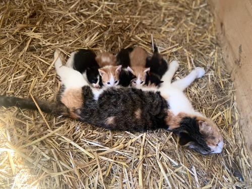 a group of kittens laying on some hay at Biobauernhof Höllerbauer in Mönichwald