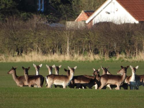 a herd of deer standing in a field at Hollicarrs - Dragonfly Lodge in York