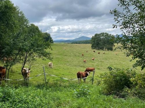 Altri animali domestici presso la casa vacanze o nei dintorni