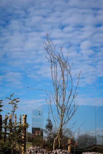 a tree with no leaves on it in a field at Durbuy insolite - Romantic Escape in Durbuy