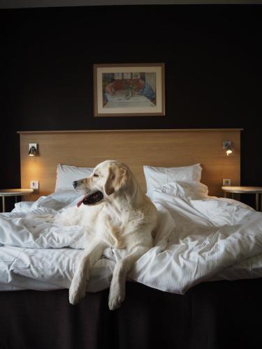 a dog laying on top of a bed at Skara Konsthotell in Skara