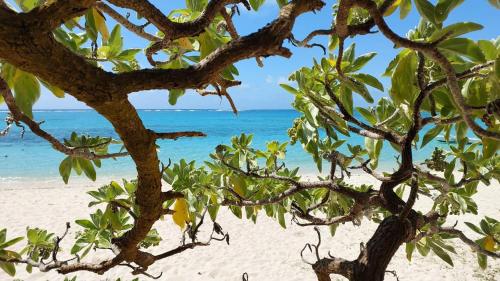 a tree on a beach with the ocean in the background at Artists House East in Trou dʼ Eau Douce