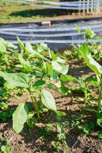a row of green plants in a garden at ロッジ星の時間 Lodge in Hokuto