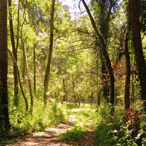 a dirt road through a forest with trees at Cuenca del Bosque in Tandil