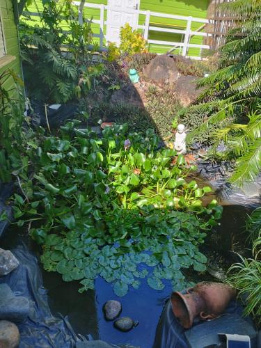 a garden with a pond with a bunch of plants at Gites d'Arles Bungalow T1 BIS in Le Moule
