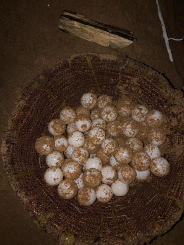 a bunch of balls in a basket on the ground at Oruwa Turtle Beach Villa in Kosgoda